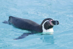 釧路市動物園ペンギン