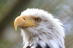 釧路市動物園ハクトウワシ