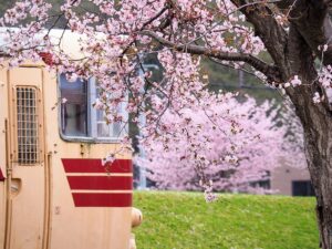 クロフォード公園(三笠鉄道村三笠ゾーン)と桜