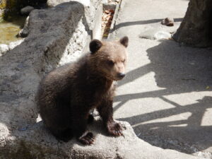 のぼりべつクマ牧場