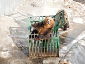 のぼりべつクマ牧場熊