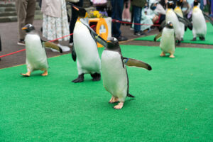 登別マリンパークニクスペンギン散歩