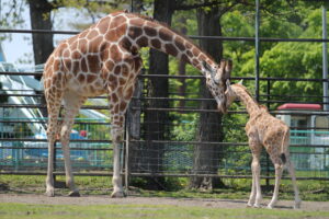 おびひろ動物園キリンの親子