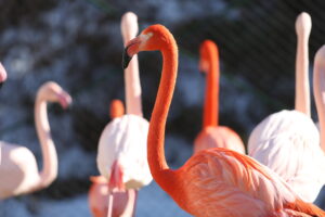 おびひろ動物園フラミンゴ