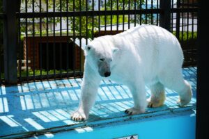 おびひろ動物園シロクマ