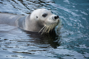 おたる水族館アザラシ