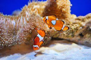 おたる水族館ニモ