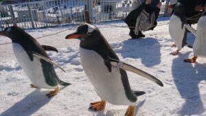 おたる水族館ペンギン散歩