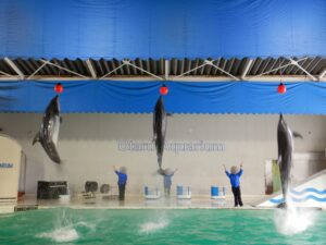 おたる水族館イルカショー