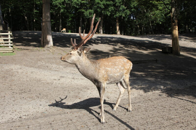 安平町鹿公園