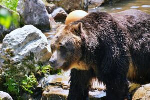 サホロリゾートベアマウンテン