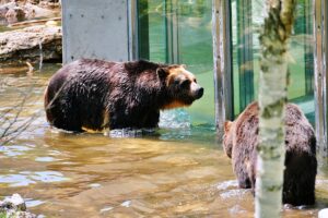 サホロリゾートベアマウンテン