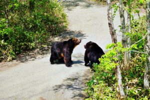 サホロリゾートベアマウンテン