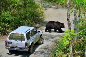 サホロリゾートベアマウンテン