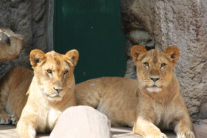 札幌市円山動物園ライオン