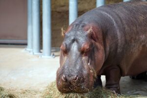 札幌市円山動物園カバ