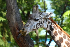 札幌市円山動物園キリン