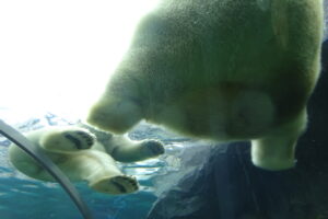 札幌市円山動物園シロクマ