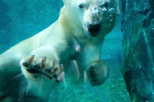 札幌市円山動物園ホッキョクグマ