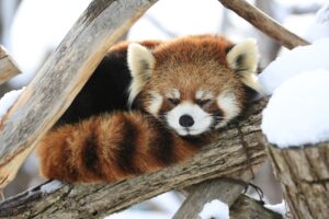 札幌市円山動物園レッサーパンダ