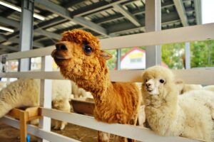 四季彩の丘アルパカ牧場