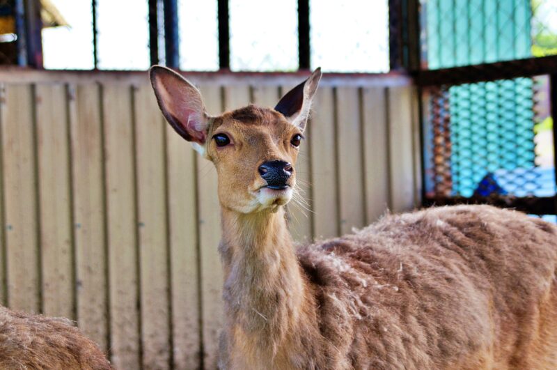 サンチャイルドミニ動物園