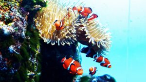 新さっぽろサンピアザ水族館サンゴ礁の魚