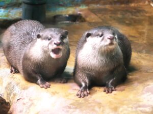 新さっぽろサンピアザ水族館コツメカワウソ