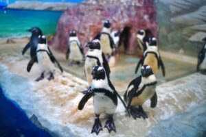 新さっぽろサンピアザ水族館ペンギン