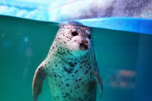 新さっぽろサンピアザ水族館ゴマフアザラシ