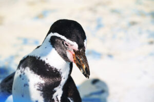 稚内市立ノシャップ寒流水族館ペンギン