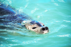 稚内市立ノシャップ寒流水族館アザラシ