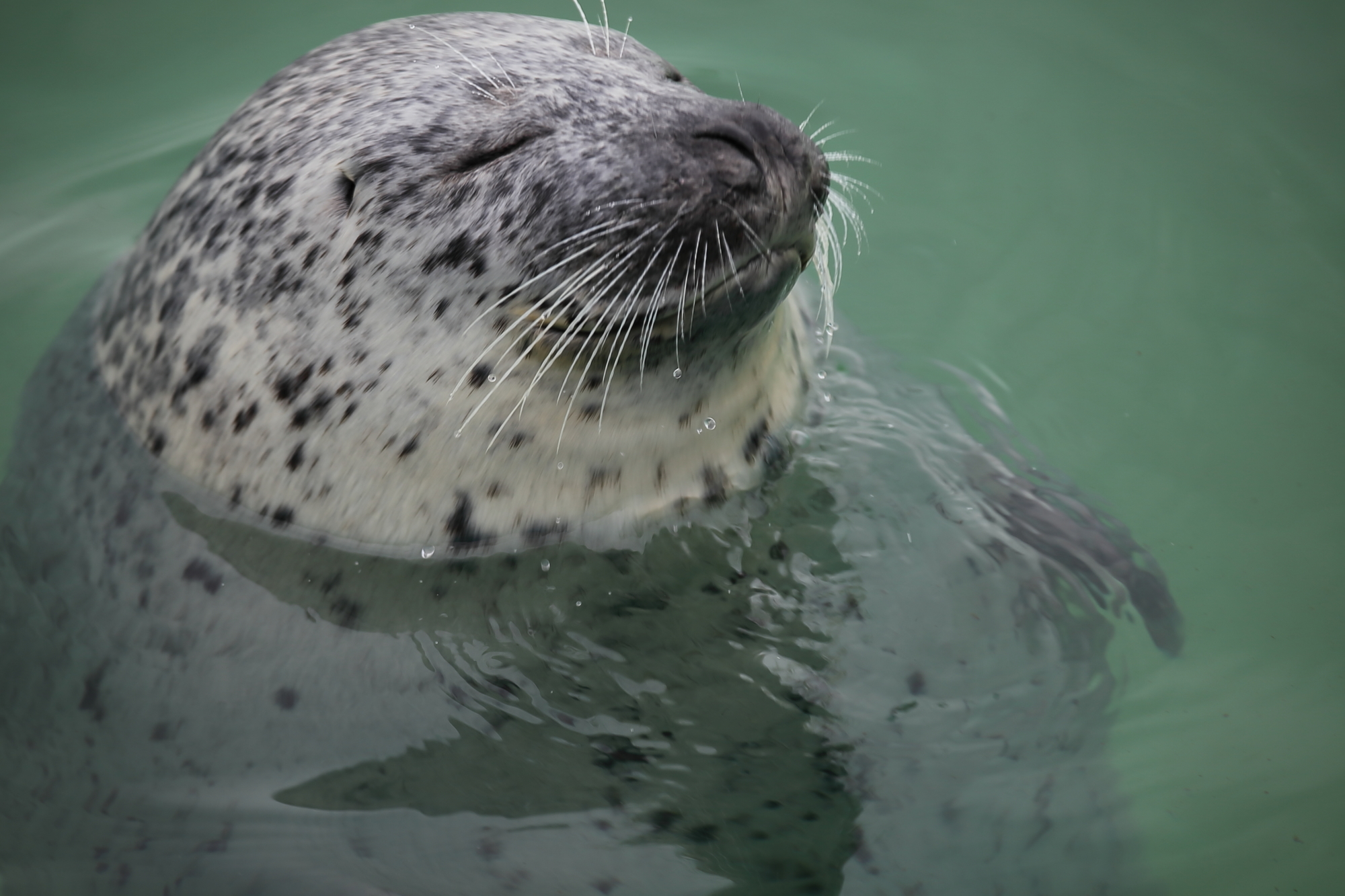 北海道紋別市の動物スポット一覧