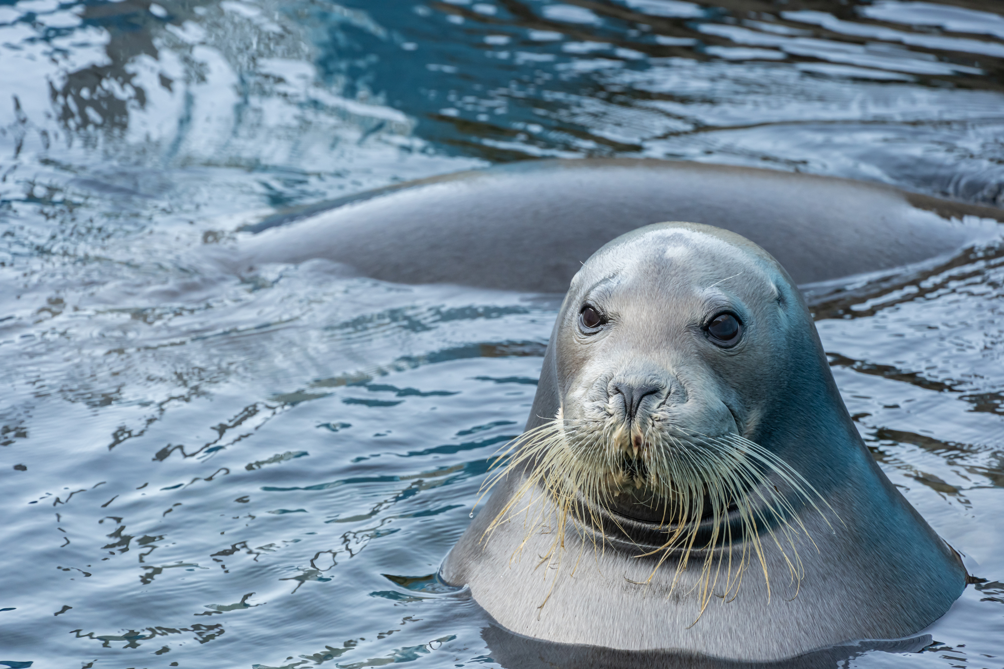 北海道小樽市の動物スポット一覧