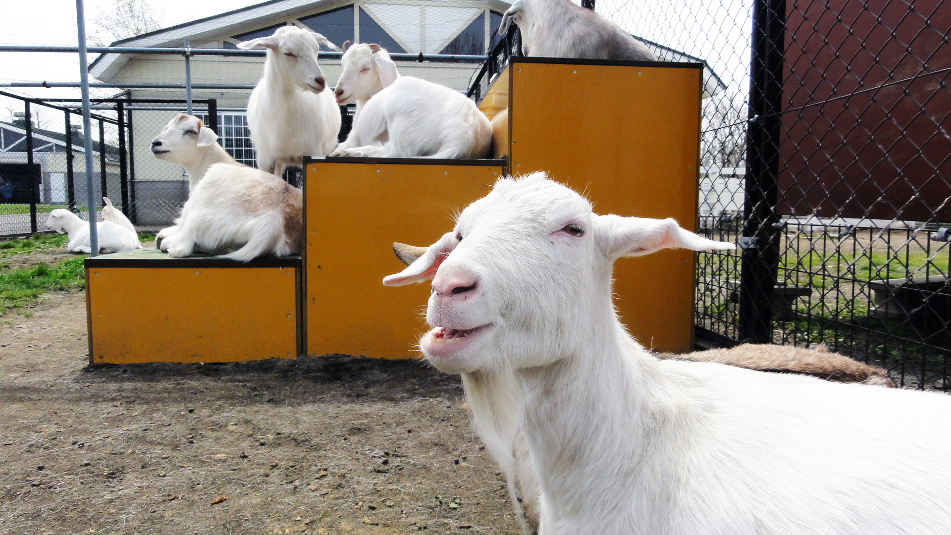 北海道札幌市東区の動物スポット一覧