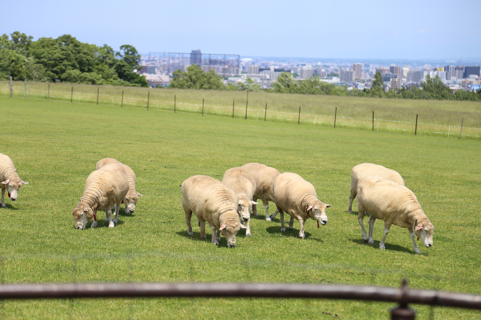 北海道札幌市豊平区の動物スポット一覧