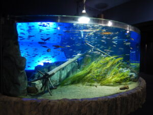 サケのふるさと千歳水族館水槽