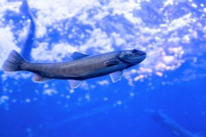 北の大地の水族館(山の水族館)イトウ