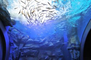 北の大地の水族館(山の水族館)イトウ