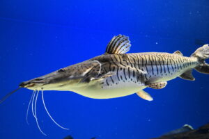 北の大地の水族館(山の水族館)タイガーショベル