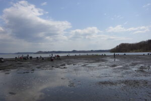 厚岸町アサリ掘り