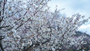えにわ湖桜公園