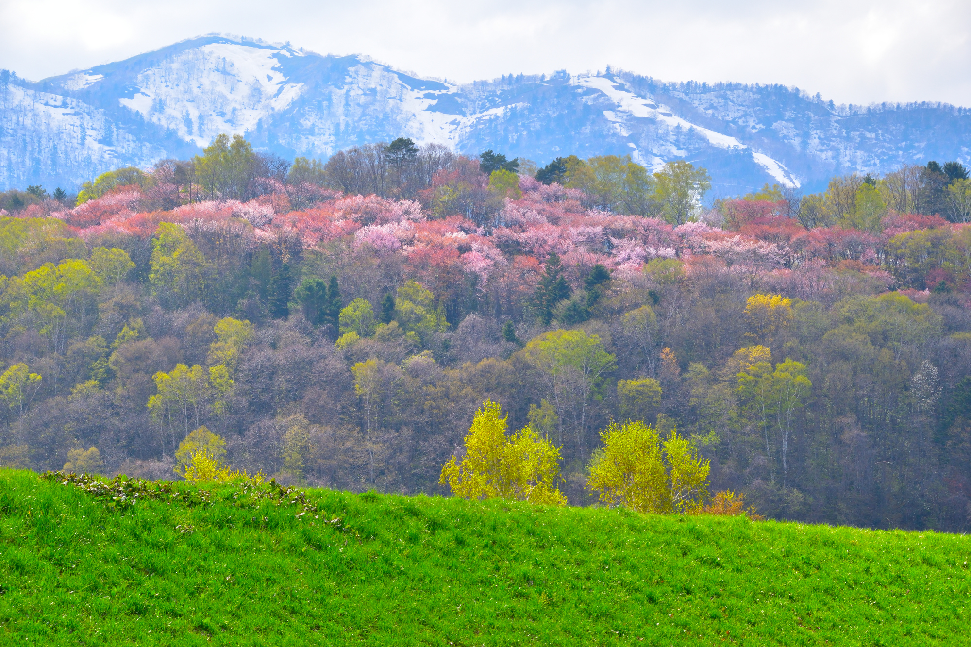 北海道富良野市の桜スポット一覧