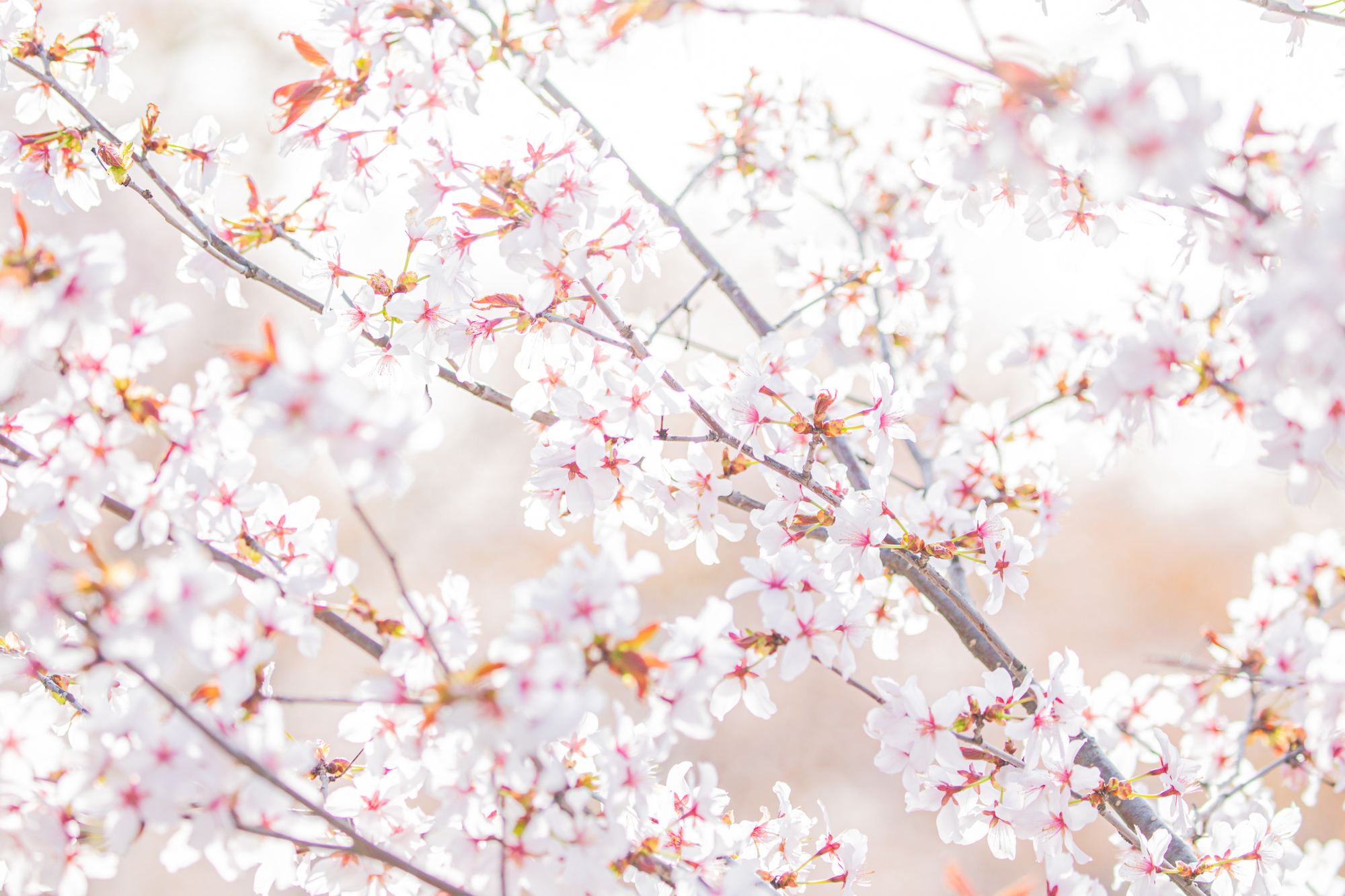 北海道旭川市の桜スポット一覧