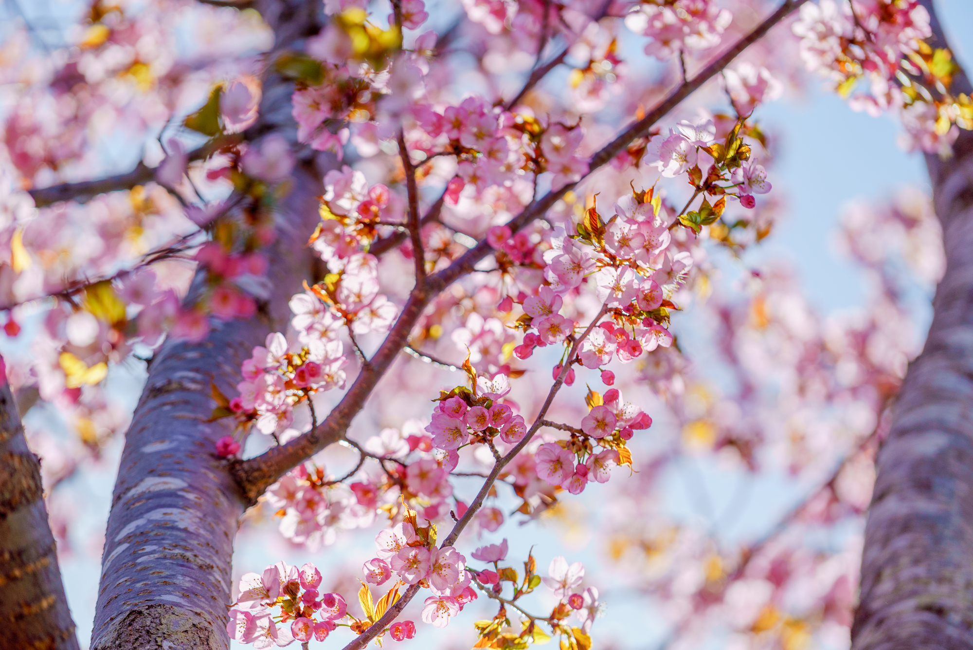 北海道美唄市の桜スポット一覧