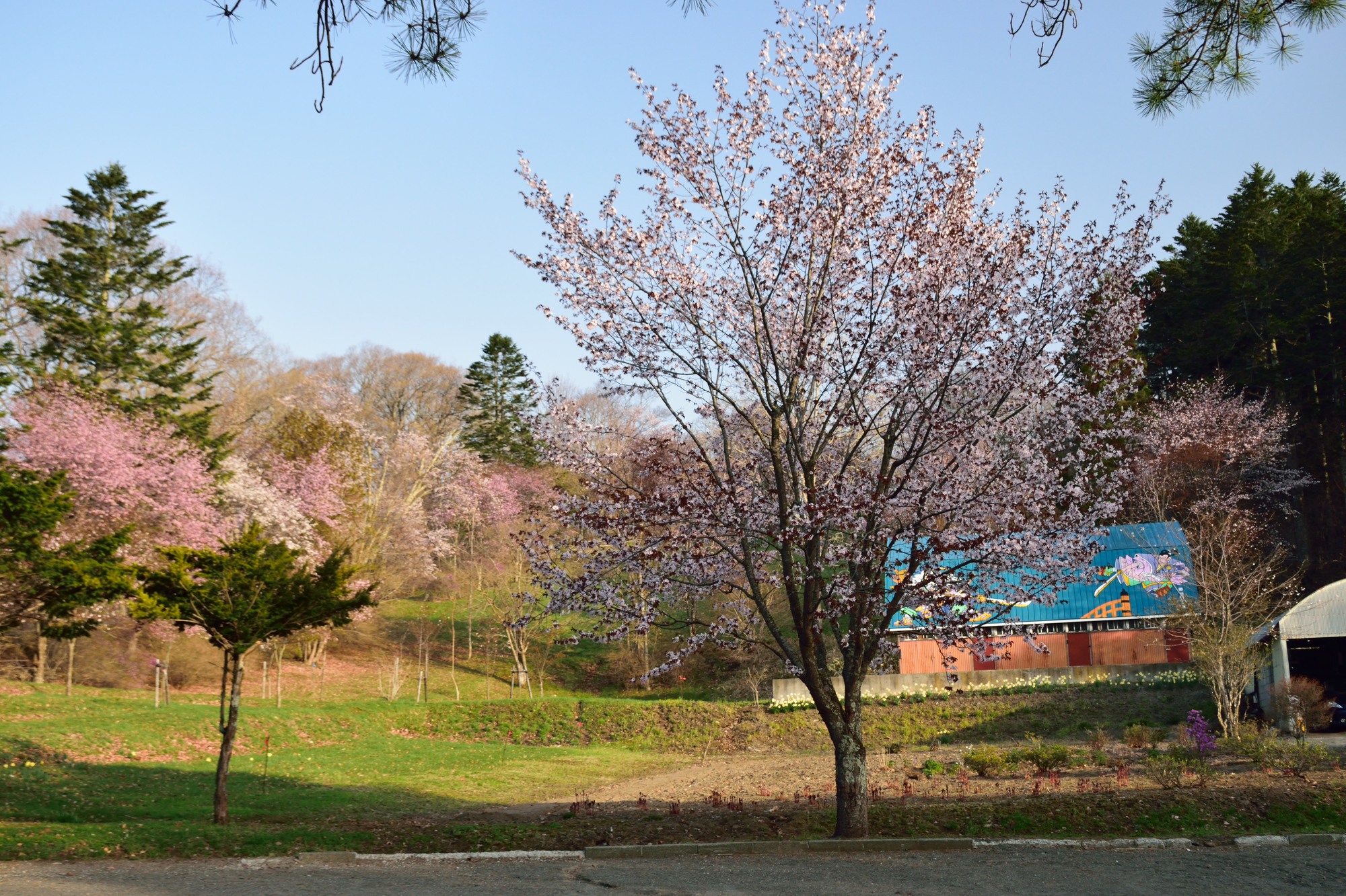 北海道平取町の桜スポット一覧