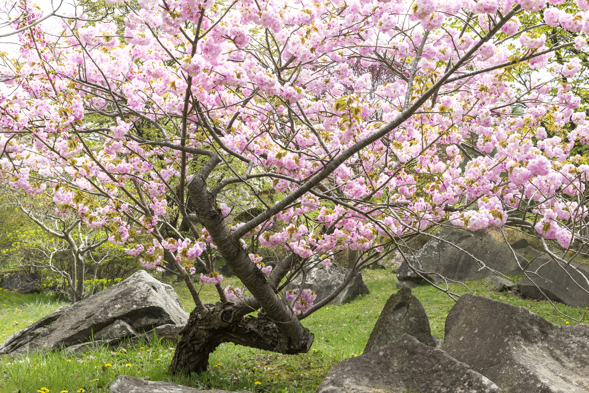 北海道伊達市の桜スポット一覧