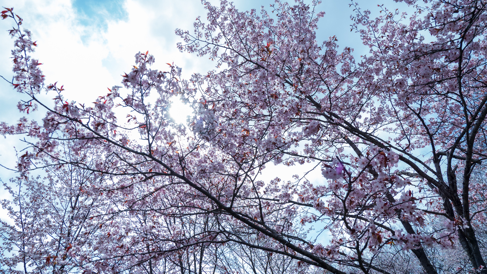 北海道恵庭市の桜スポット一覧