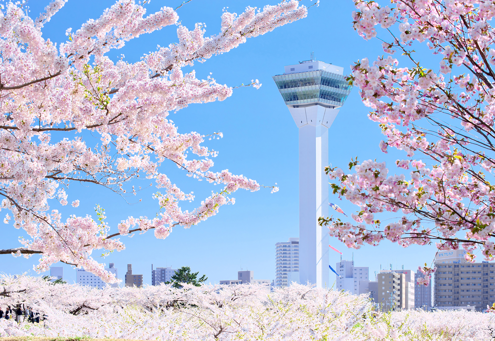 北海道函館市の桜スポット一覧