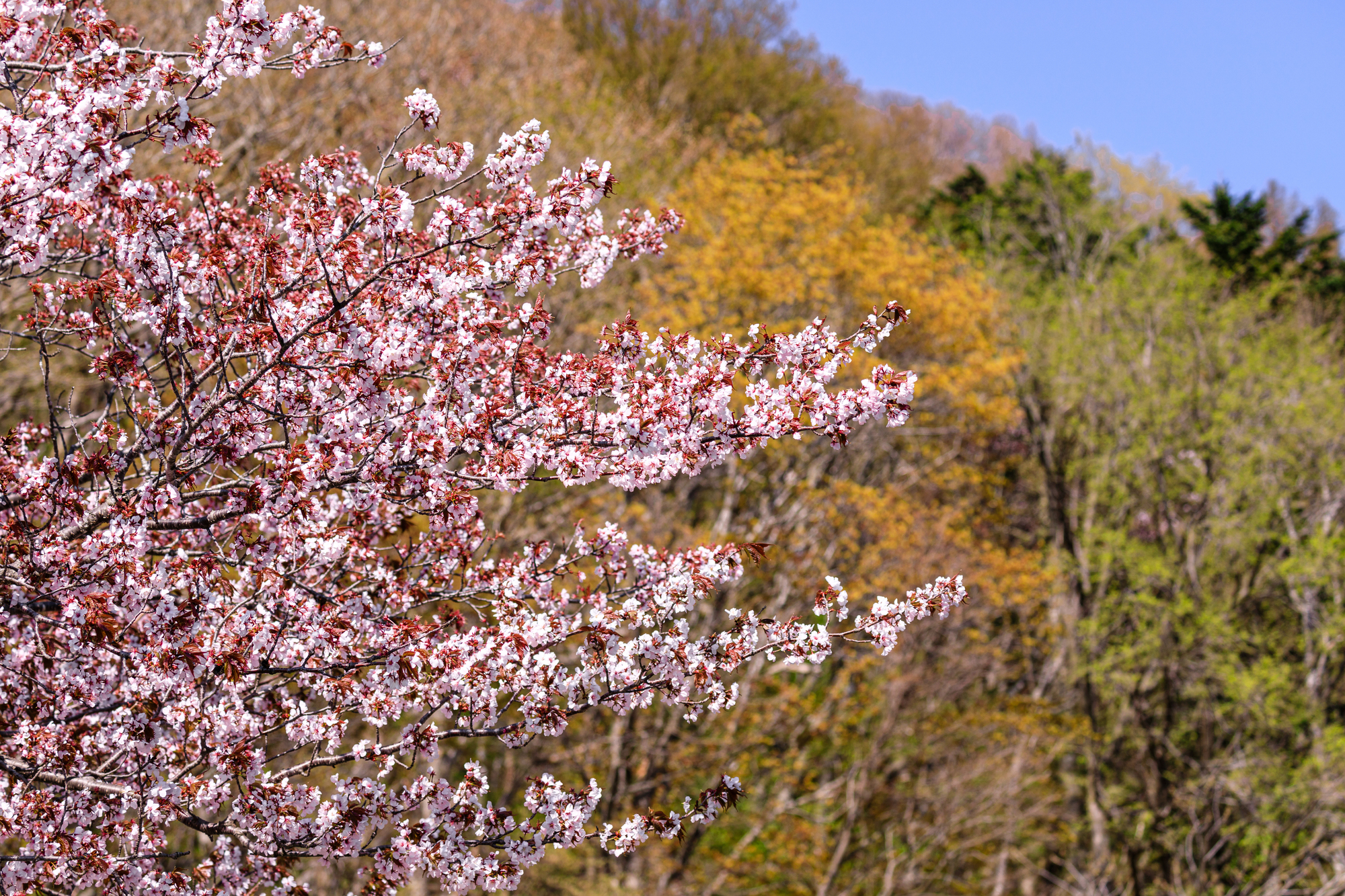 北海道栗山町の桜スポット一覧